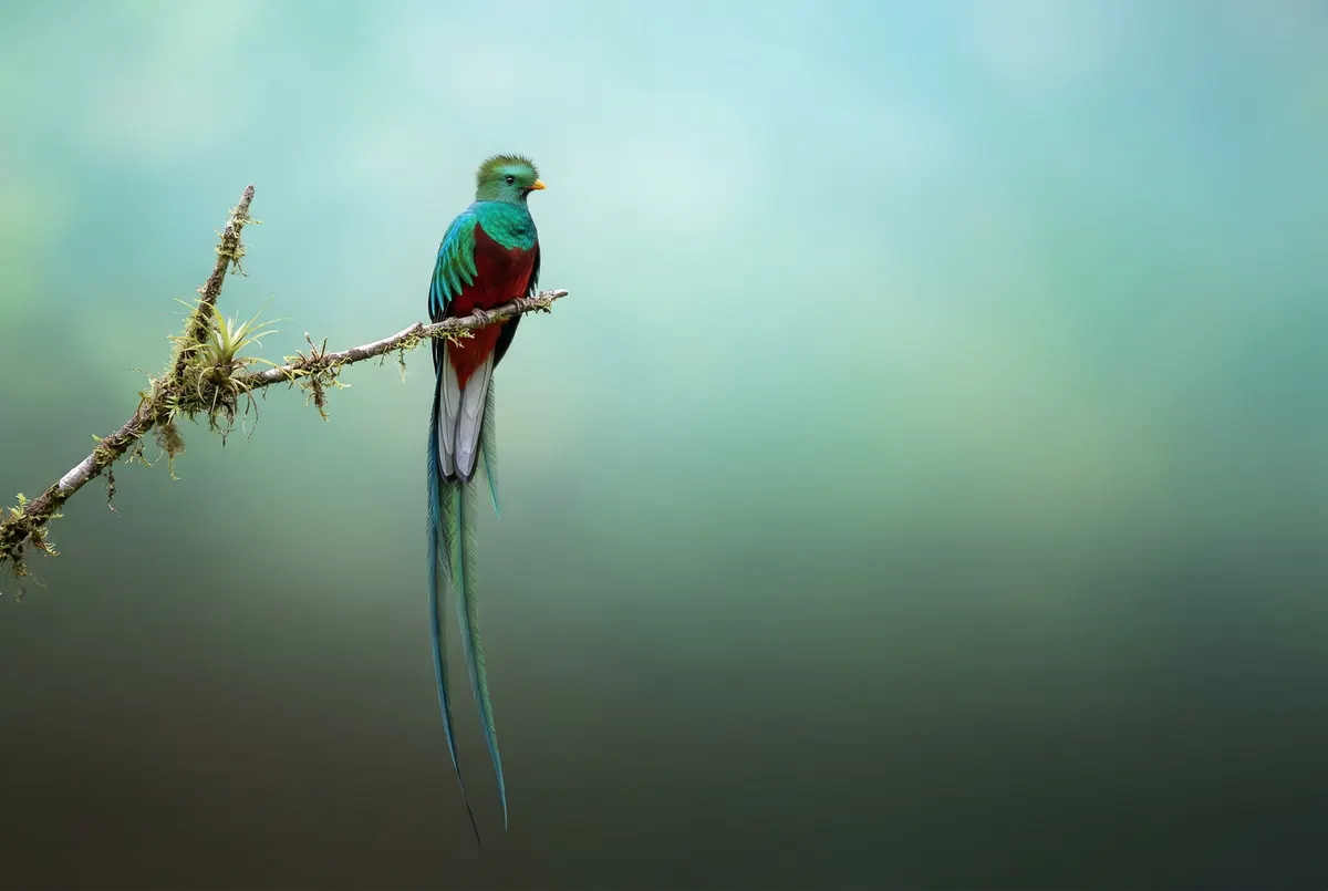 Colorful Nano Banana reference image with a detailed bird composition